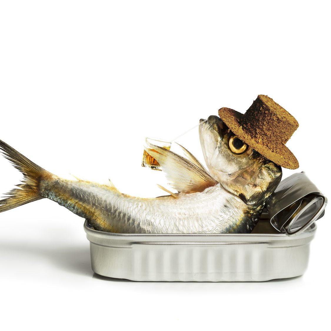 Sardine chilling out in the can