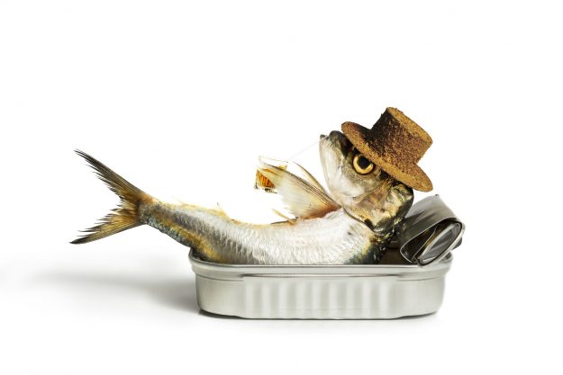Sardine chilling out in the can
